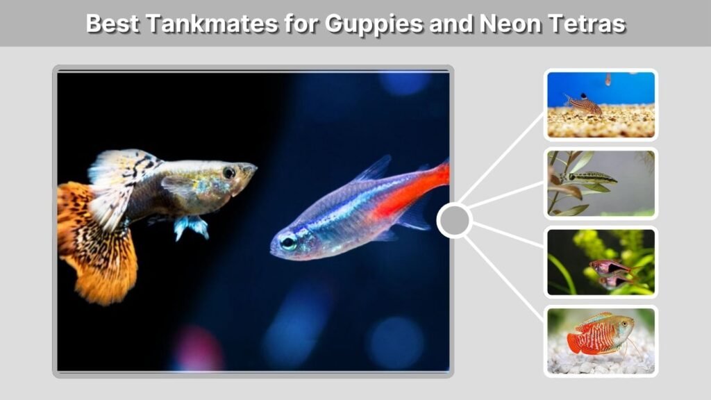 Best Tankmates for Guppies and Neon Tetras