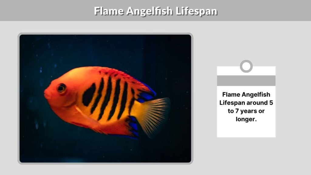 Flame Angelfish Lifespan