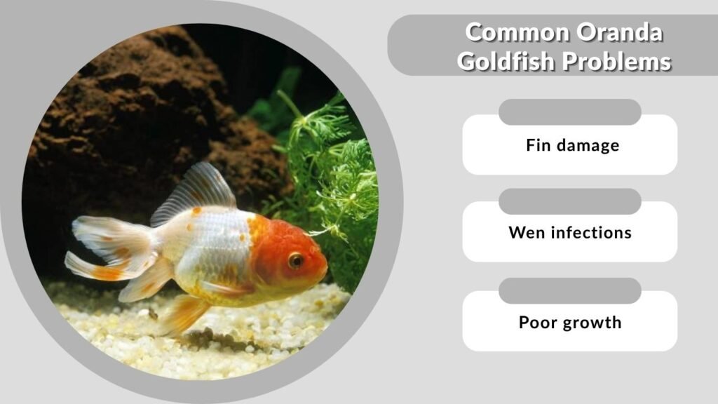 Common Oranda Goldfish Problems