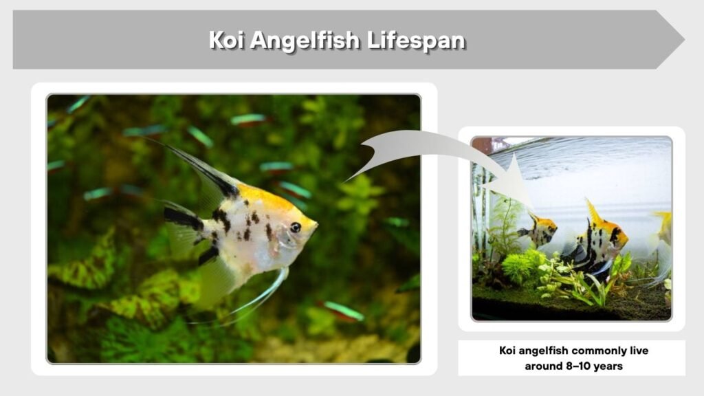 Koi Angelfish Lifespan