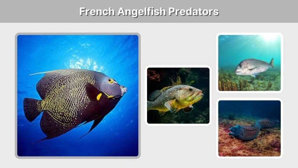 French Angelfish Predators