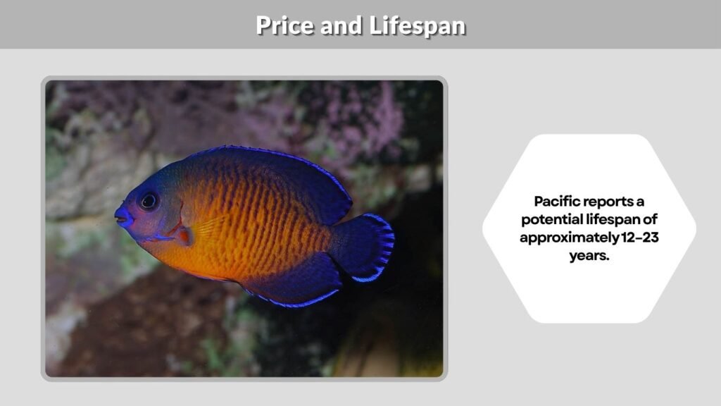 Price and Lifespan