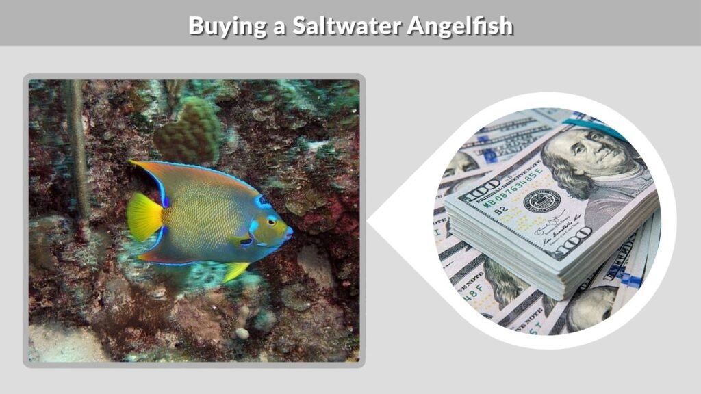 Buying a Saltwater Angelfish