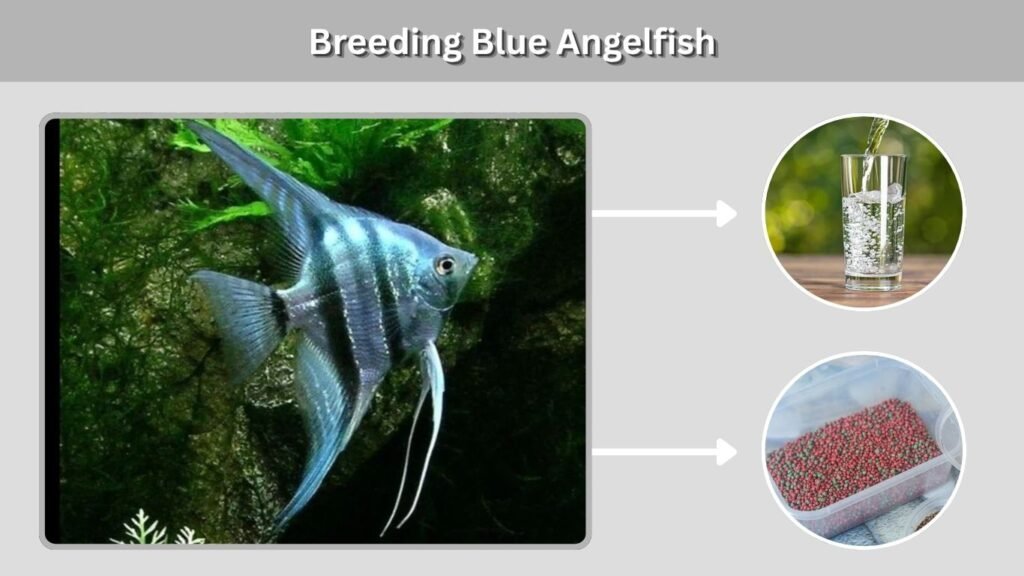 Breeding Blue Angelfish