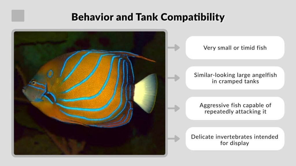 Behavior and Tank Compatibility