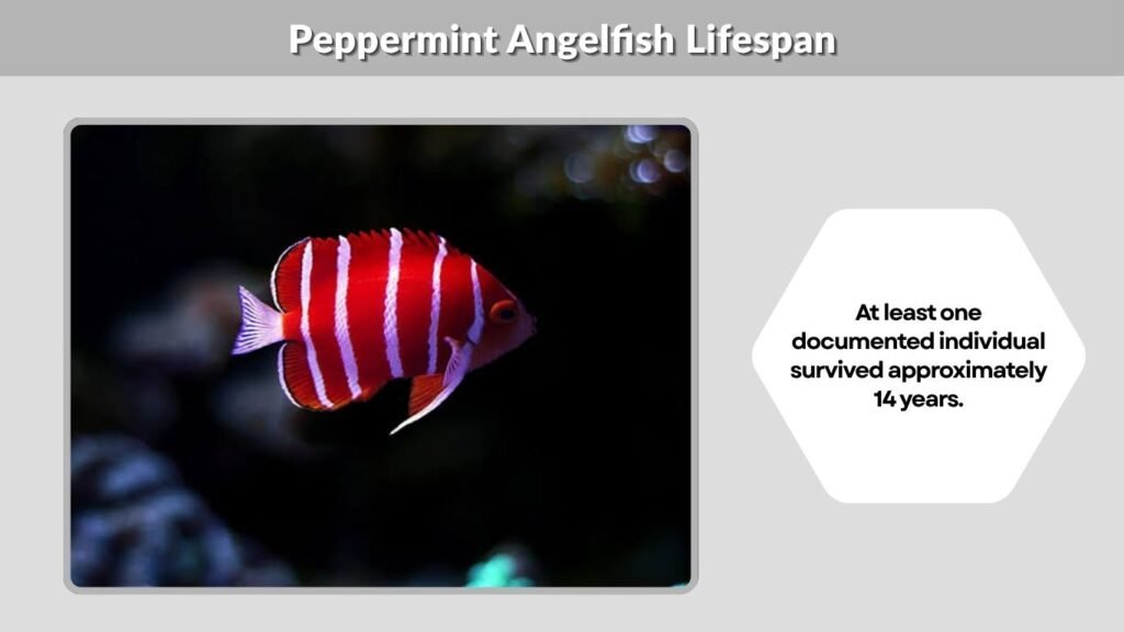 Peppermint Angelfish Lifespan