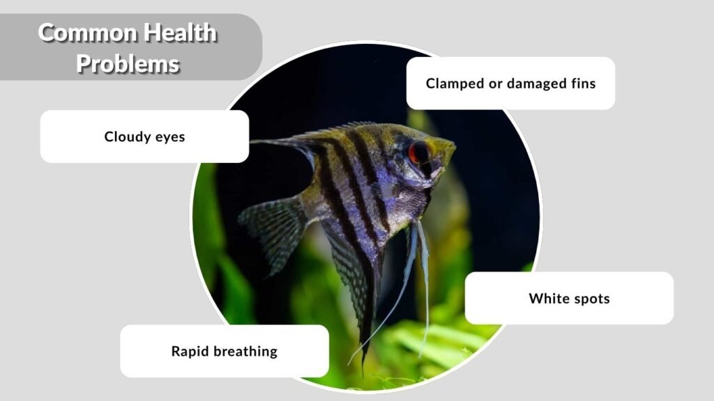 Common Health Problems