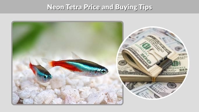 Neon Tetra Price and Buying Tips