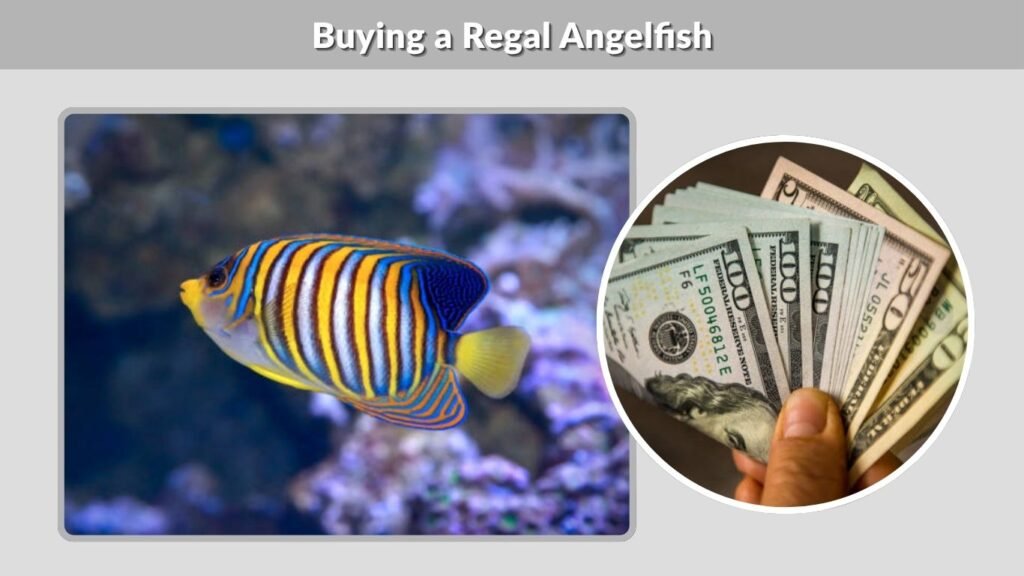 Buying a Regal Angelfish