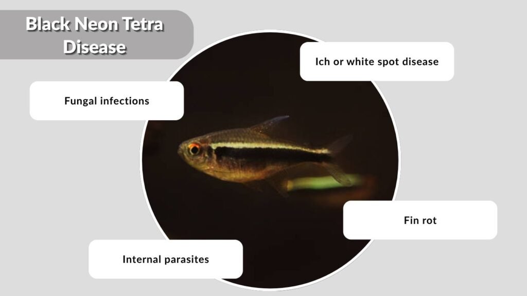 Black Neon Tetra Disease