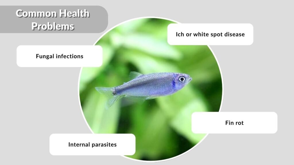 Common Health Problems