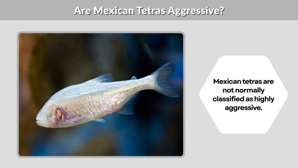 Are Mexican Tetras Aggressive?