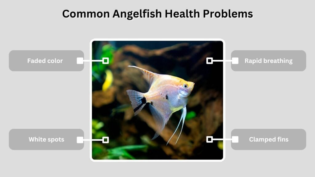 Common Angelfish Health Problems