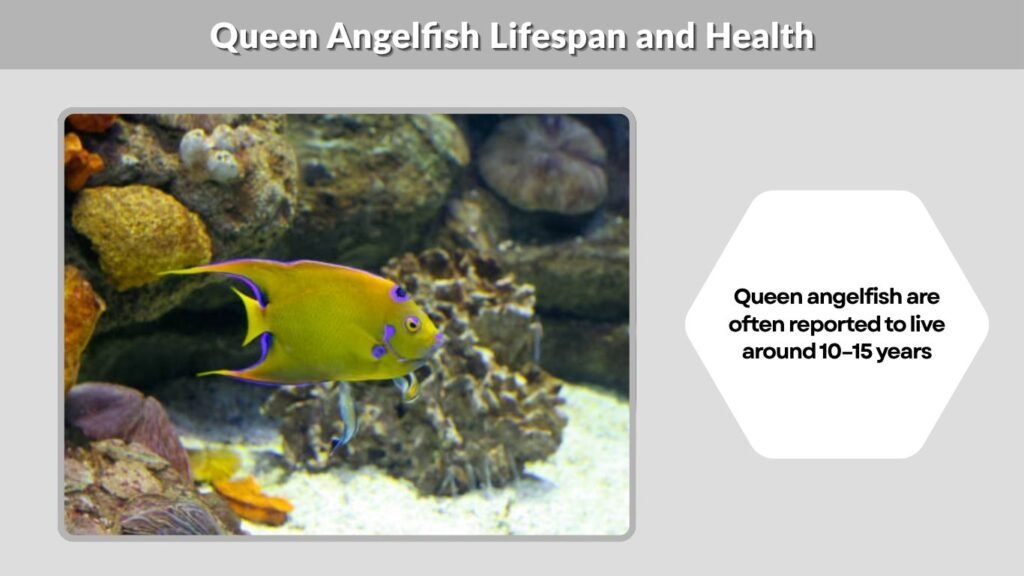 Queen Angelfish Lifespan and Health