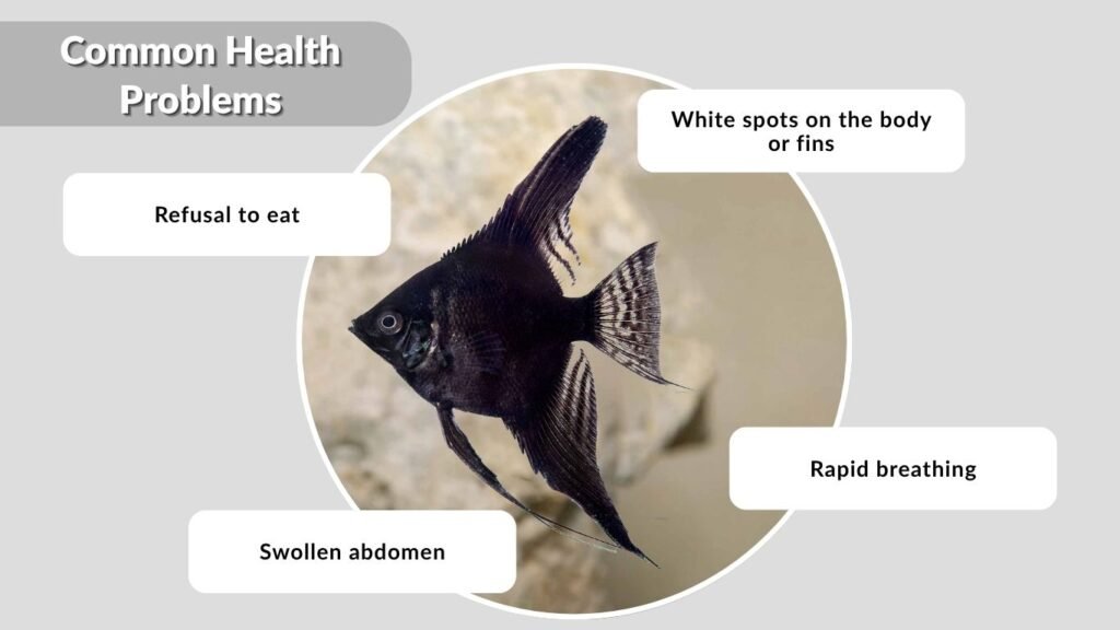 Common Health Problems