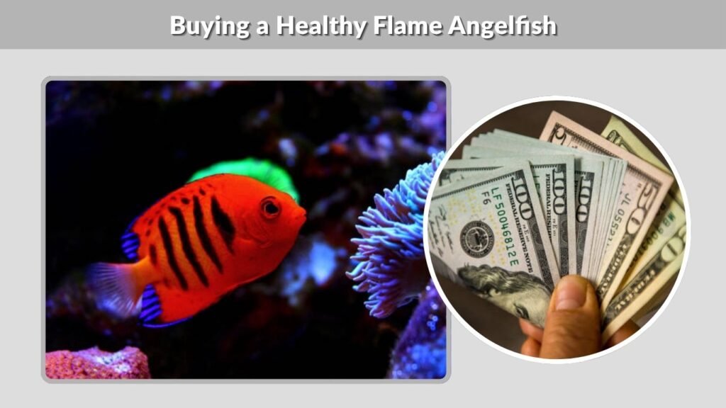Buying a Healthy Flame Angelfish