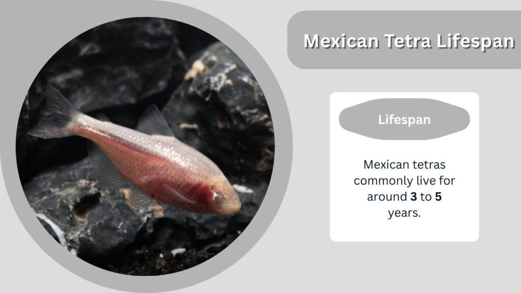 Mexican Tetra Lifespan