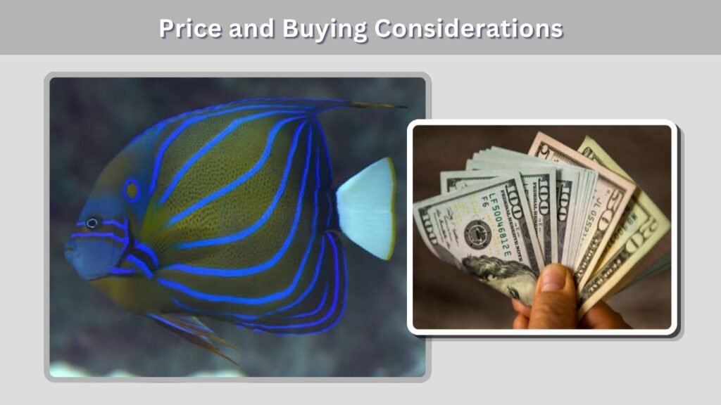 Price and Buying Considerations