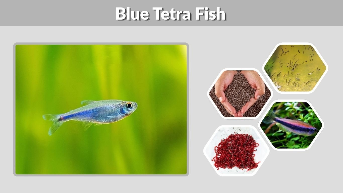 Blue Tetra Fish: Care, Tank Size, Diet, and Lifespan