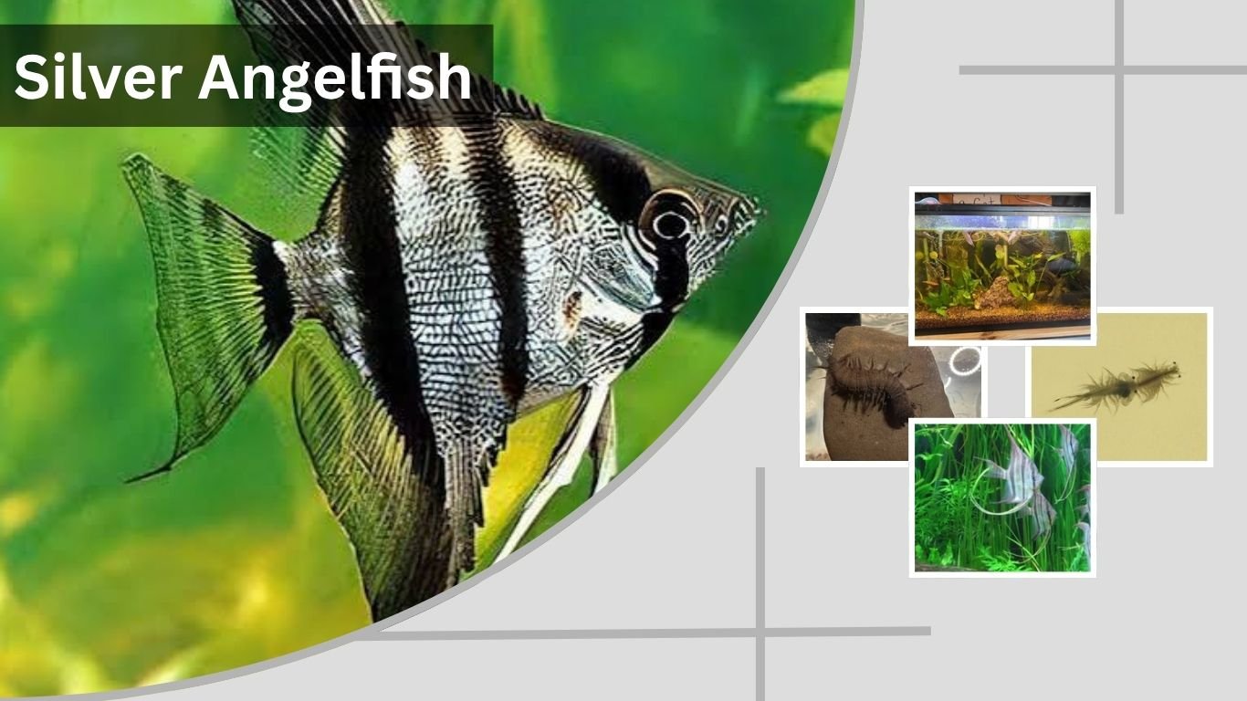 Silver Angelfish: Care, Size, Lifespan & Tank Mates