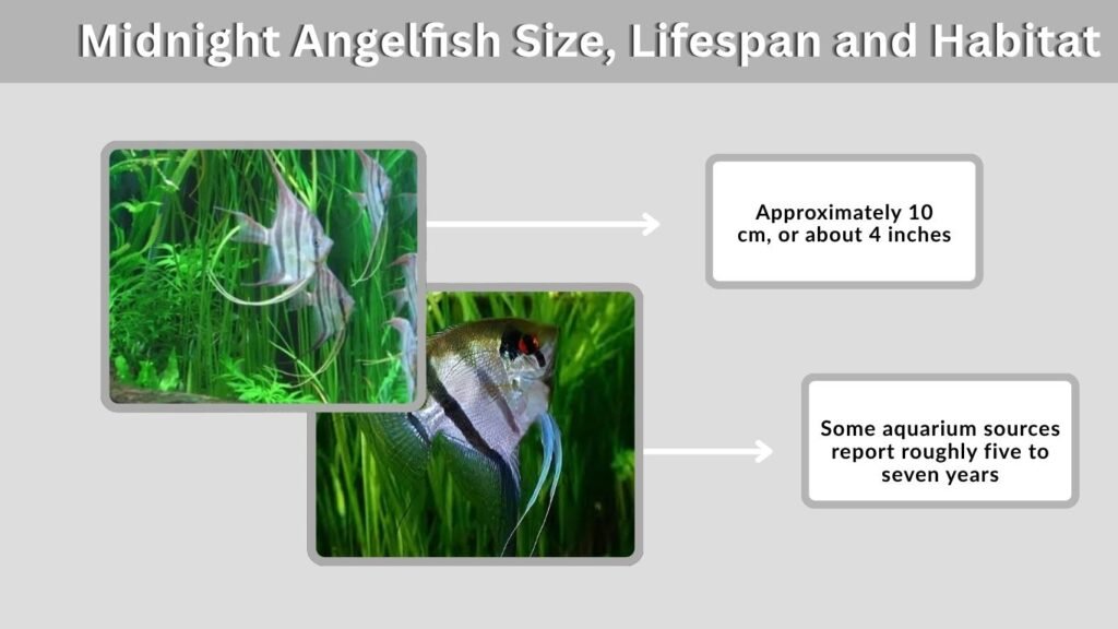 Midnight Angelfish Size, Lifespan and Habitat