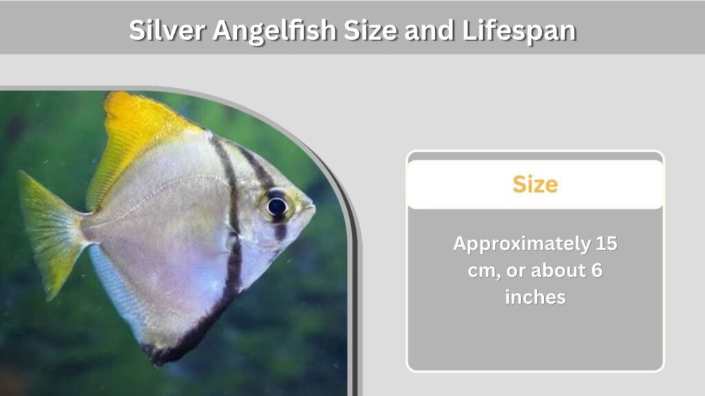 Silver Angelfish Size and Lifespan