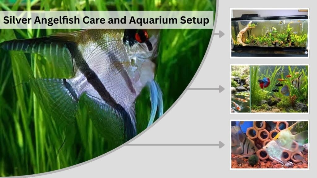 Silver Angelfish Care and Aquarium Setup
