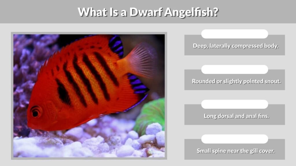 What Is a Dwarf Angelfish?