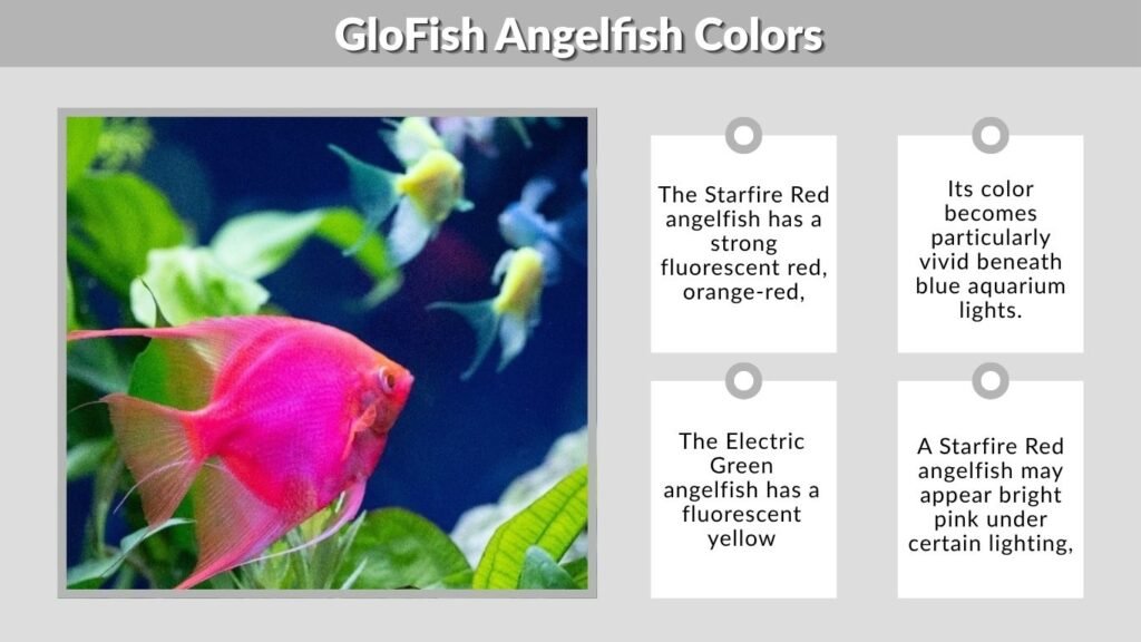 GloFish Angelfish Colors