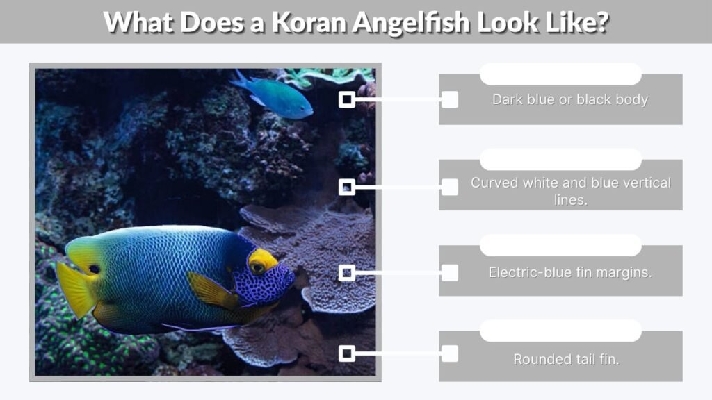 What Does a Koran Angelfish Look Like?