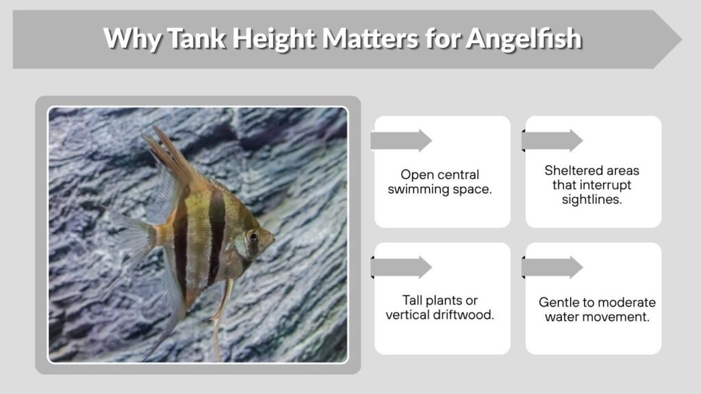 Why Tank Height Matters for Angelfish