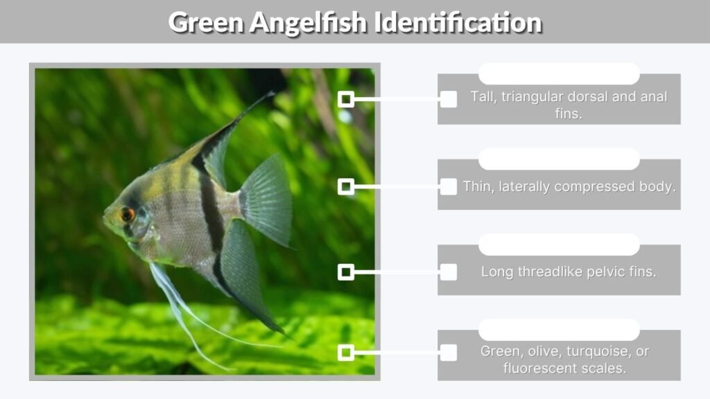 Green Angelfish Identification