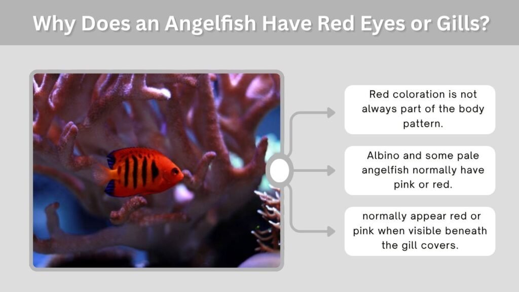 Why Does an Angelfish Have Red Eyes or Gills?