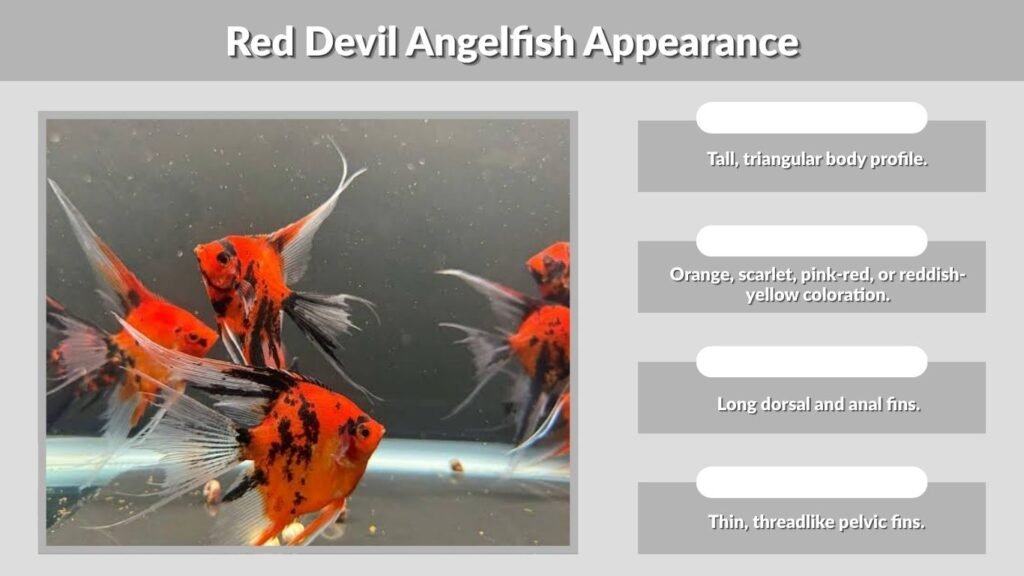 Red Devil Angelfish Appearance