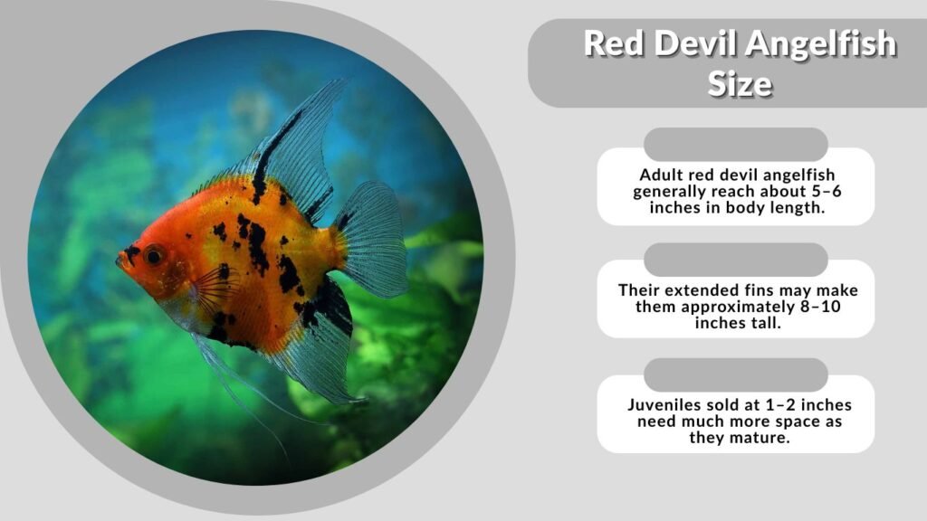 Red Devil Angelfish Size