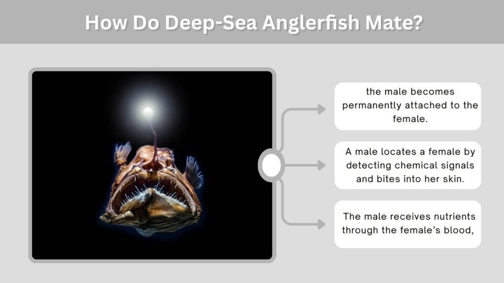 How Do Deep-Sea Anglerfish Mate?