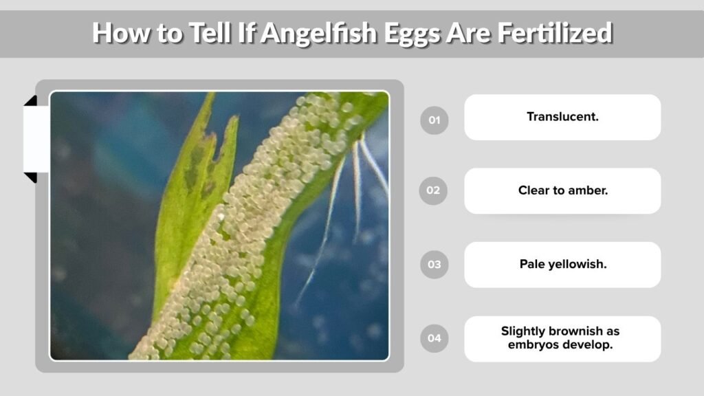 How to Tell If Angelfish Eggs Are Fertilized