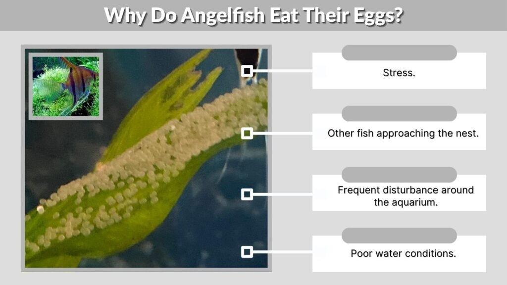 Why Do Angelfish Eat Their Eggs?