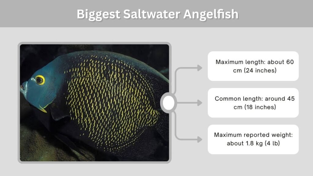 Biggest Saltwater Angelfish