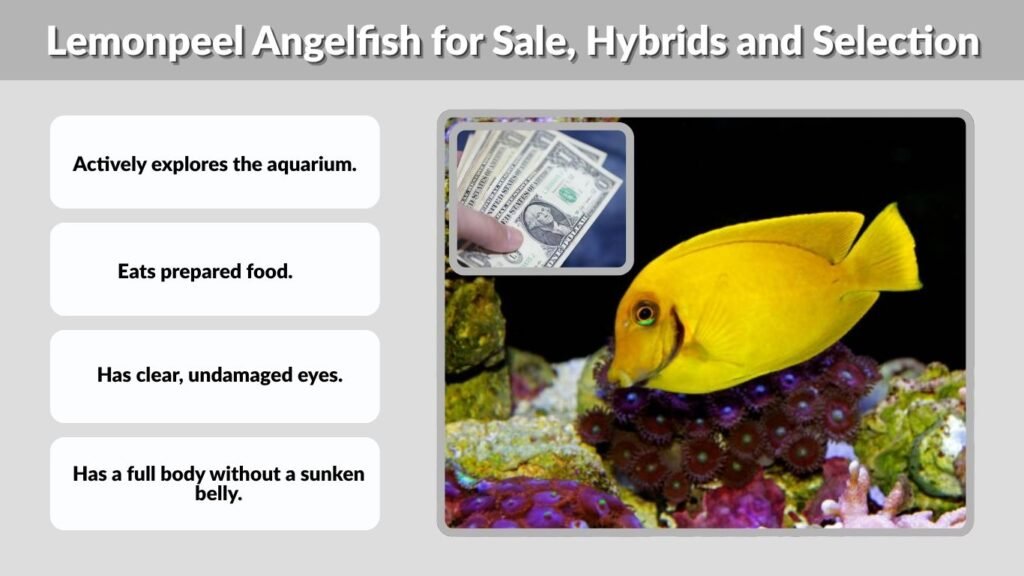 Lemonpeel Angelfish for Sale, Hybrids and Selection