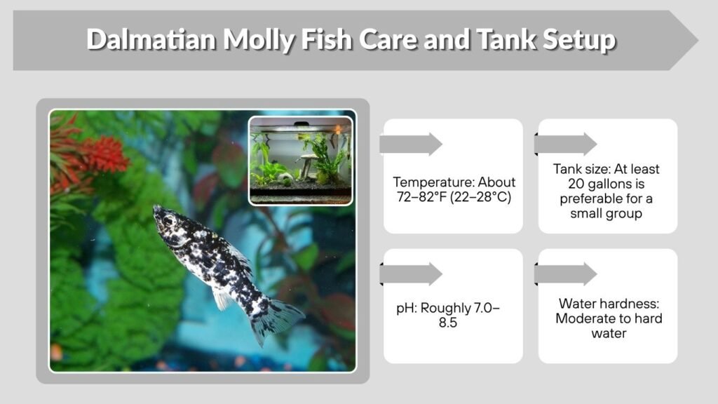 Dalmatian Molly Fish Care and Tank Setup