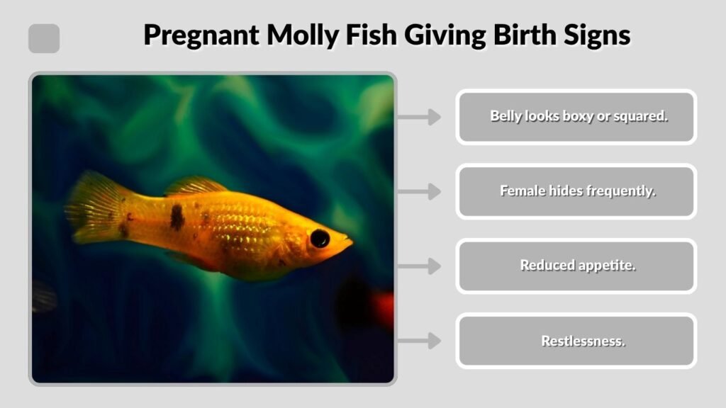 Pregnant Molly Fish Giving Birth Signs