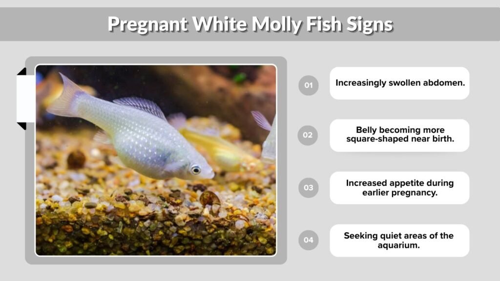 Pregnant White Molly Fish Signs