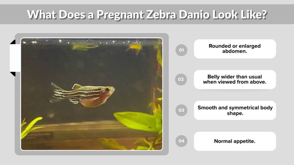What Does a Pregnant Zebra Danio Look Like?