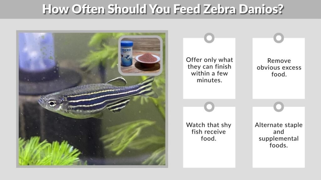How Often Should You Feed Zebra Danios?
