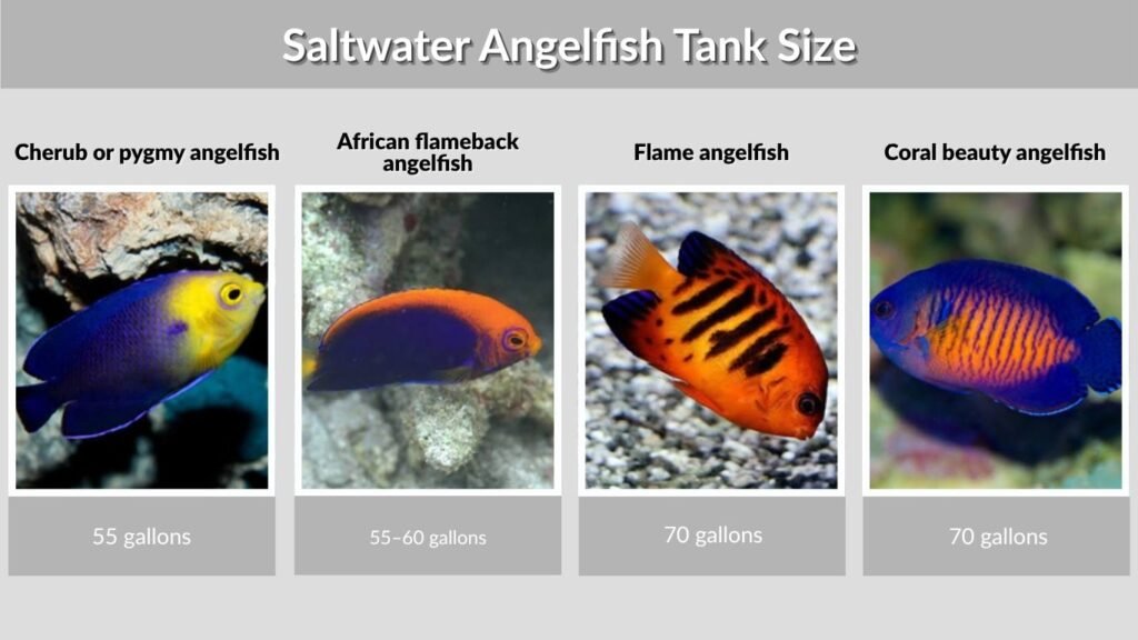 Saltwater Angelfish Tank Size