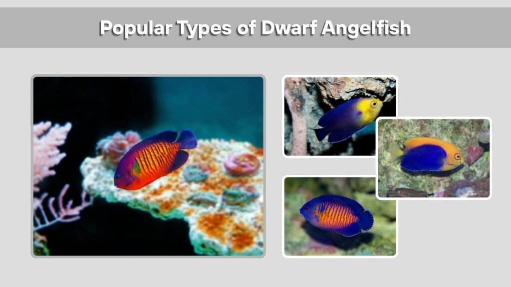 Popular Types of Dwarf Angelfish
