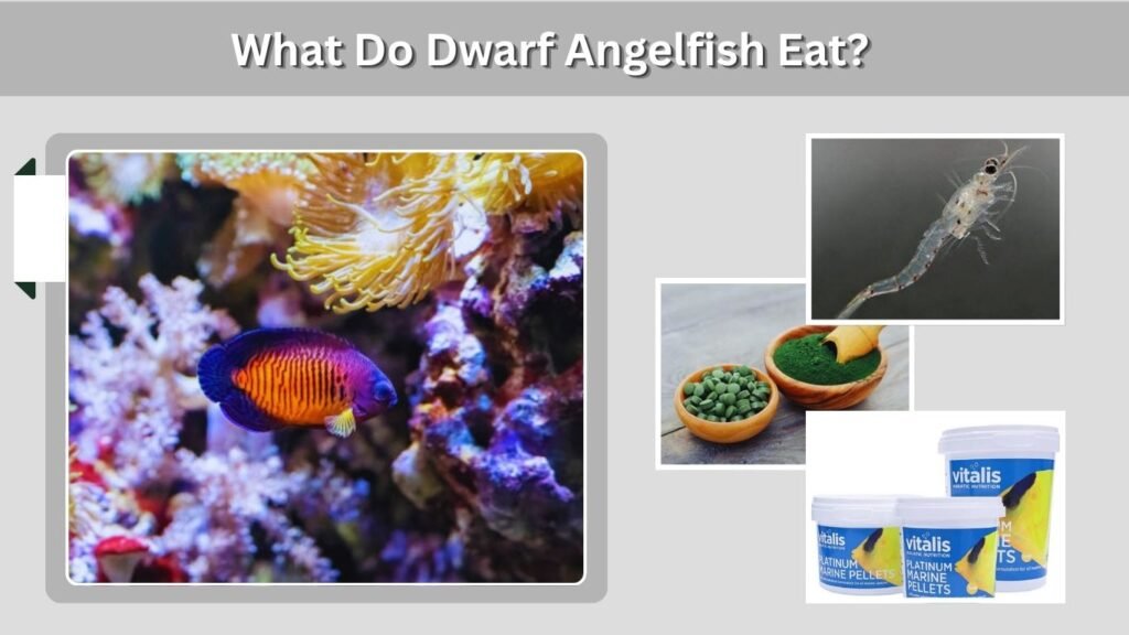 What Do Dwarf Angelfish Eat?