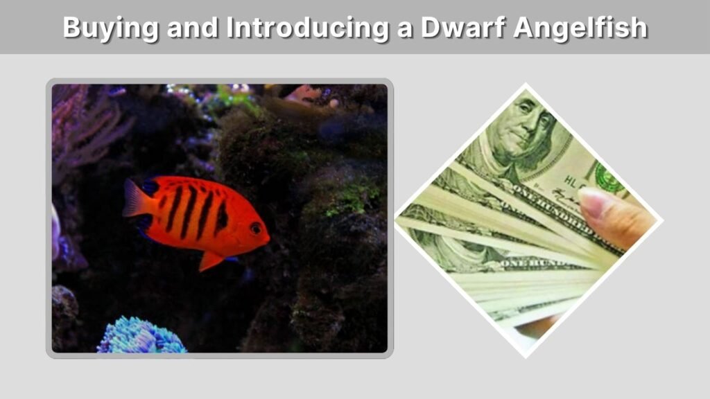 Buying and Introducing a Dwarf Angelfish