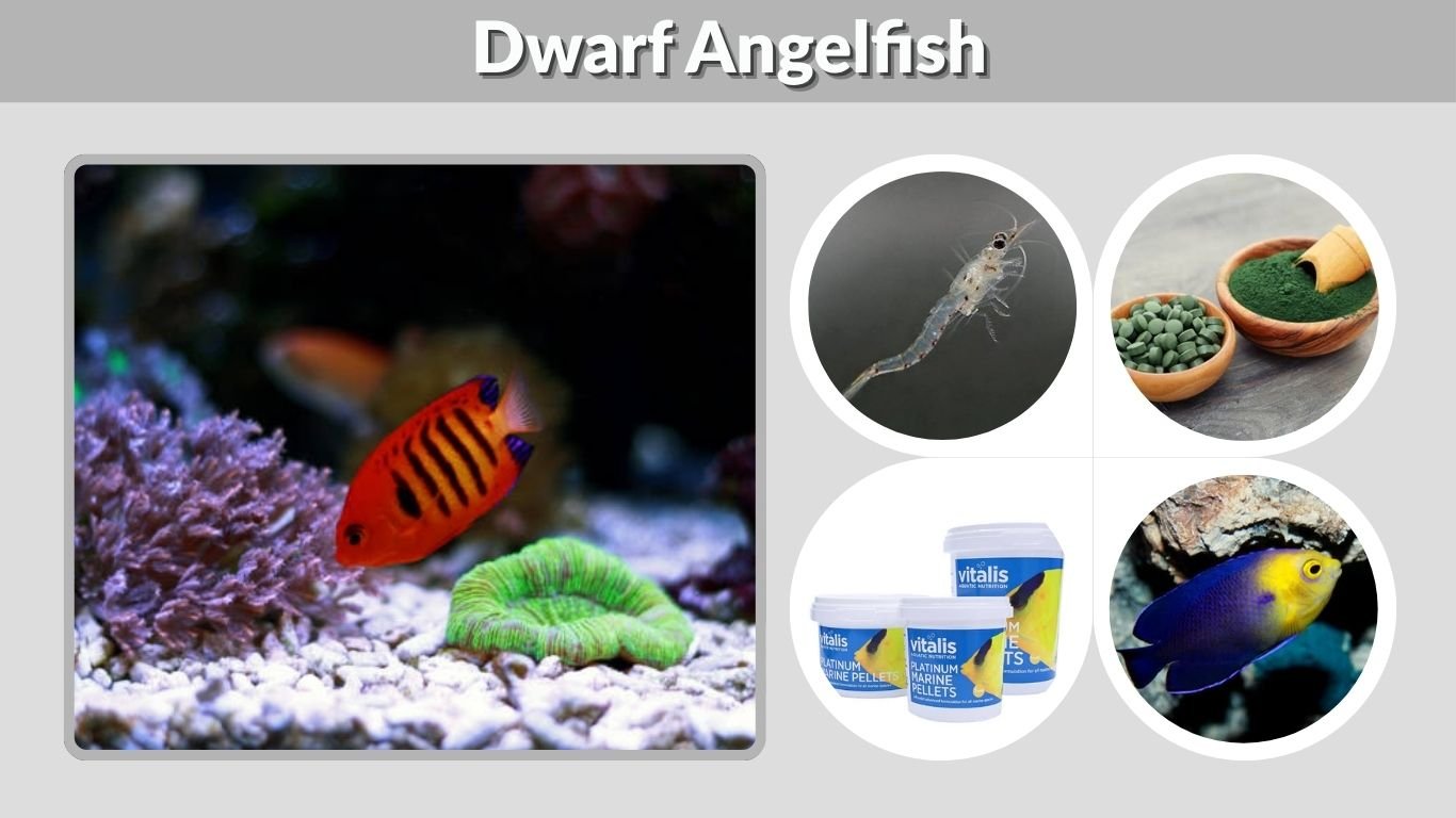 Dwarf Angelfish: Care, Species, Diet, and Reef Safety